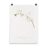 "Amarena cherry flower" Art print - Lone Fox