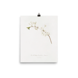"Amarena cherry flower" Art print - Lone Fox