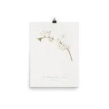 "Amarena cherry flower" Art print - Lone Fox