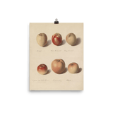 "Apple Study" Art Print - Lone Fox