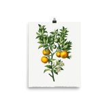"Bitter sweet oranges on a branch " Art Print - Lone Fox