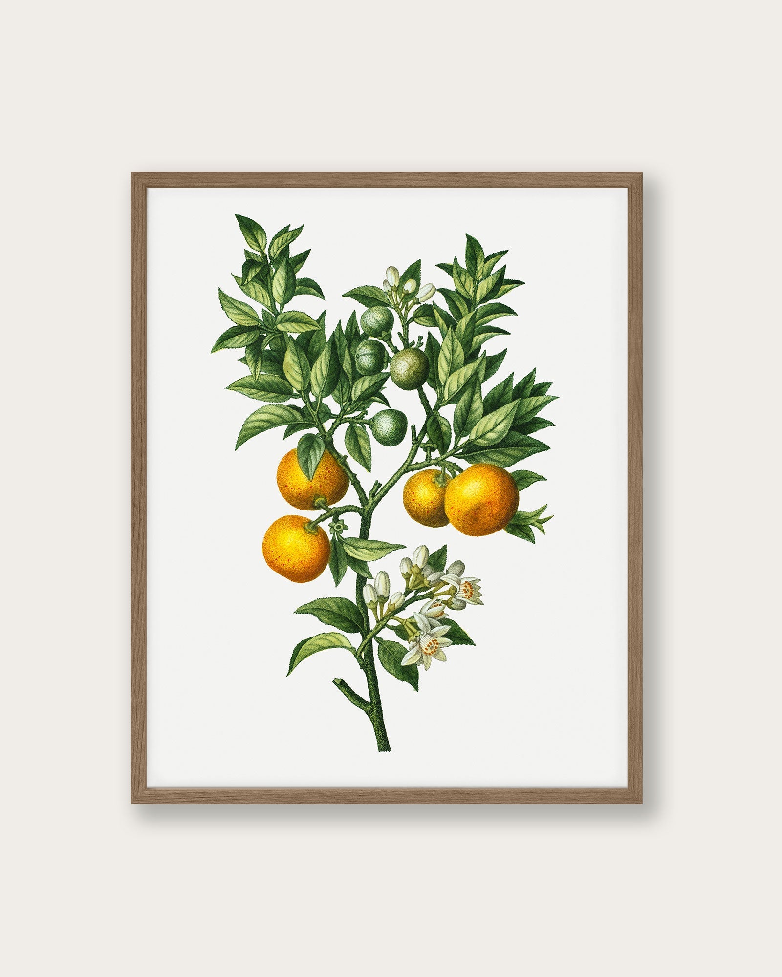 Bitter sweet oranges on a branch 