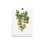 "Bitter sweet oranges on a branch " Art Print - Lone Fox