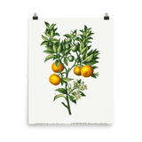 "Bitter sweet oranges on a branch " Art Print - Lone Fox