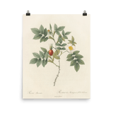 "Blooms in 1817" Art Print - Lone Fox