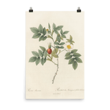 "Blooms in 1817" Art Print - Lone Fox