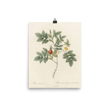 "Blooms in 1817" Art Print - Lone Fox