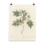 "Blooms in 1817" Art Print - Lone Fox