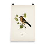 "Eurasian Bullfinch" Art Print - Lone Fox