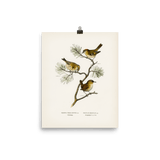 "Eurasian wren" Art Print - Lone Fox