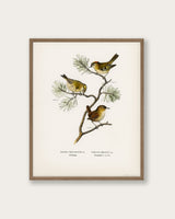 "Eurasian wren" Art Print - Lone Fox
