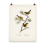 "Eurasian wren" Art Print - Lone Fox