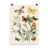 "Illustrations from the book of European Butterflies and Moths" Art Print - Lone Fox
