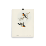 "White - bellied Flycatcher" Art Print - Lone Fox