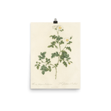 "White Flowers" Art Print - Lone Fox