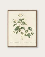 "White Flowers" Art Print - Lone Fox