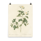 "White Flowers" Art Print - Lone Fox
