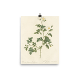 "White Flowers" Art Print - Lone Fox