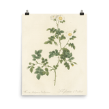 "White Flowers" Art Print - Lone Fox