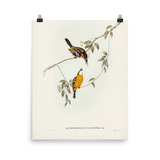 "Yellow - breasted Flycatcher" Art Print - Lone Fox