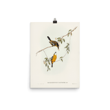 "Yellow - breasted Flycatcher" Art Print - Lone Fox