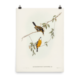 "Yellow - breasted Flycatcher" Art Print - Lone Fox