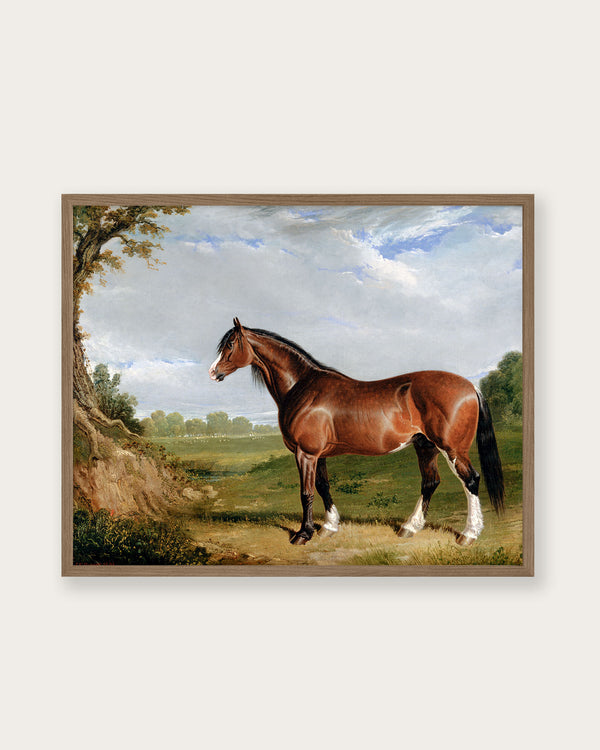 "A Clydesdale Stallion" Art Print