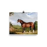 "A Clydesdale Stallion" Art Print