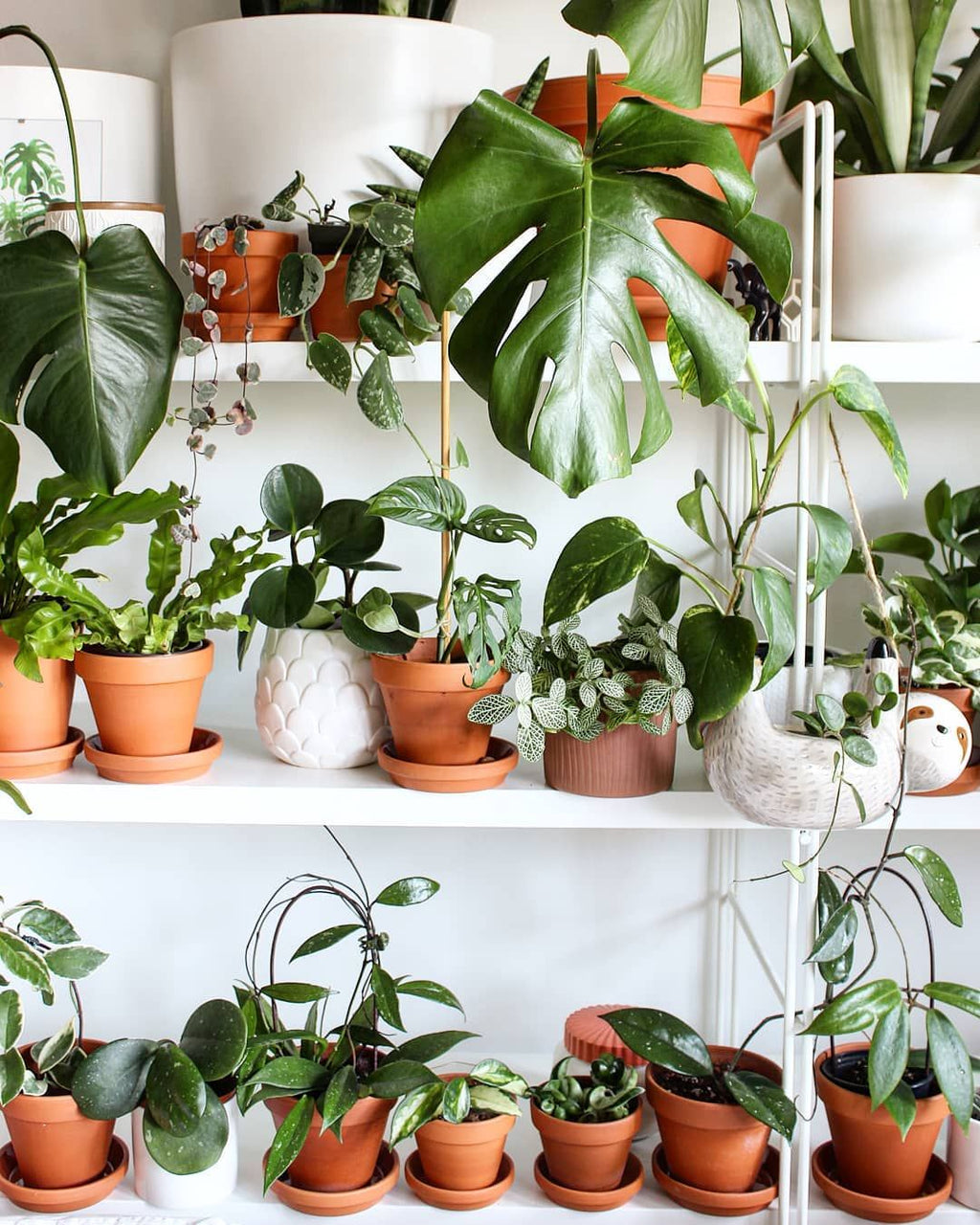 Best Plants for Each Room in Your Home  Lone Fox