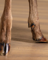 Pair of Deer Hoof Stools, France, 1940's