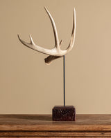 Antler on Wood Stand, American, Mid-20th Century