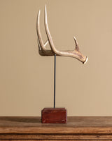 Antler on Wood Stand, American, Mid-20th Century