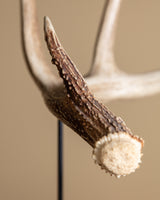 Antler on Wood Stand, American, Mid-20th Century