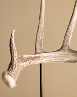 Antler on Wood Stand, American, Mid-20th Century