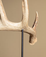 Antler on Wood Stand, American, Mid-20th Century