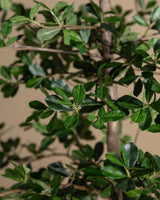 6-8ft Shady Lady Faux Olive Tree w/ Real Wood Trunk - Lone Fox