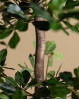 6-8ft Shady Lady Faux Olive Tree w/ Real Wood Trunk - Lone Fox