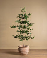 6-8ft Shady Lady Faux Olive Tree w/ Real Wood Trunk - Lone Fox