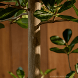 6-8ft Shady Lady Faux Olive Tree w/ Real Wood Trunk - Lone Fox