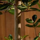 6-8ft Shady Lady Faux Olive Tree w/ Real Wood Trunk