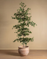 6-8ft Shady Lady Faux Olive Tree w/ Real Wood Trunk