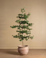 6-8ft Shady Lady Faux Olive Tree w/ Real Wood Trunk