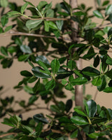 6-8ft Shady Lady Faux Olive Tree w/ Real Wood Trunk