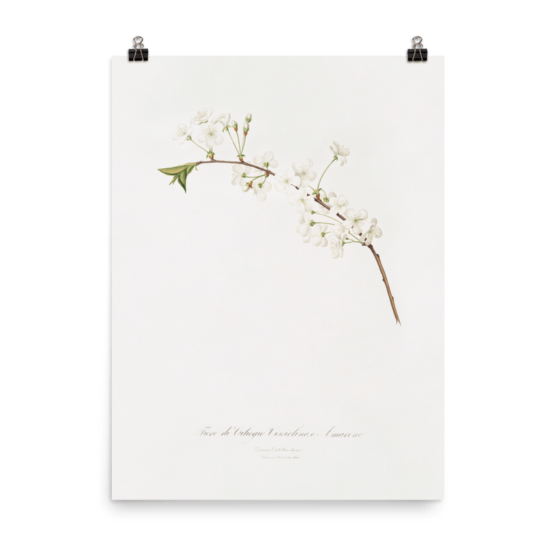 "Amarena cherry flower" Art print - Lone Fox