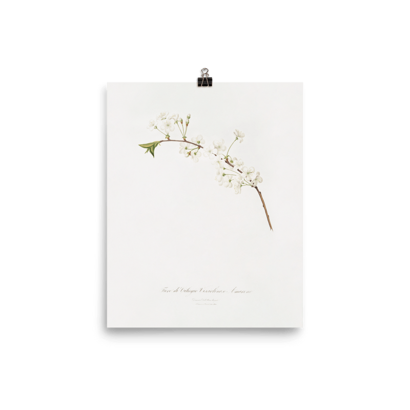 "Amarena cherry flower" Art print - Lone Fox