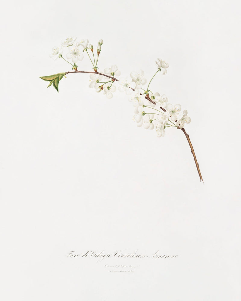 "Amarena cherry flower" Art print - Lone Fox