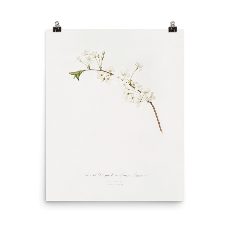 "Amarena cherry flower" Art print - Lone Fox