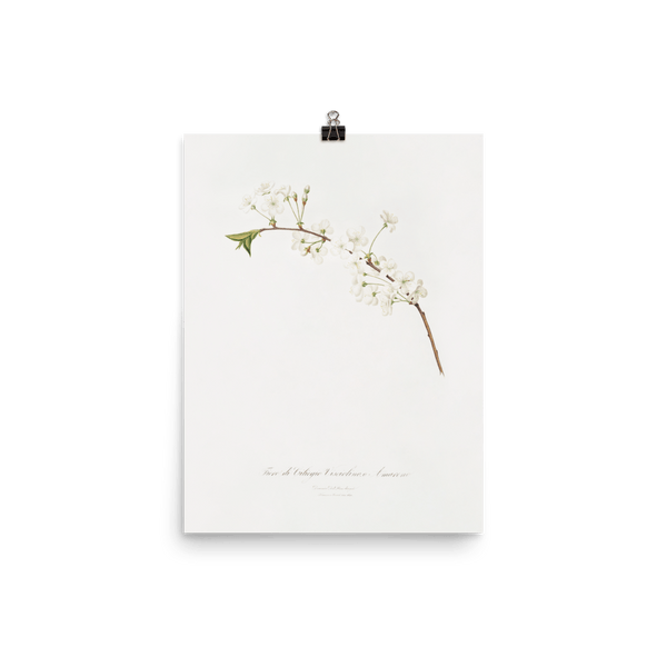 "Amarena cherry flower" Art print - Lone Fox