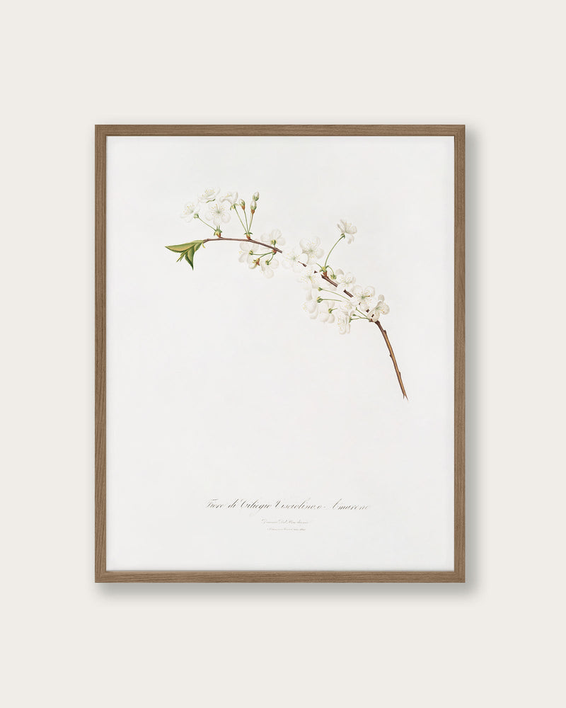 "Amarena cherry flower" Art print - Lone Fox