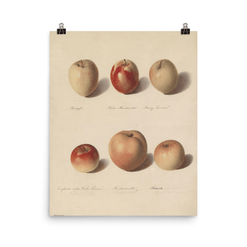 "Apple Study" Art Print - Lone Fox